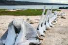 Ecuador-Galapagos National Park-Mosquera Island. Whale skeleton on beach. Coastal Print